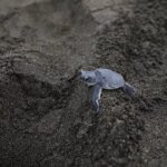 deniz kaplumbagalari icin sahil temizligi EV2hWDx1