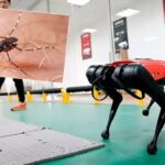 hong kong chikungunya ile mucadelesinde robot kopekleri kullanacak xWnPfINF