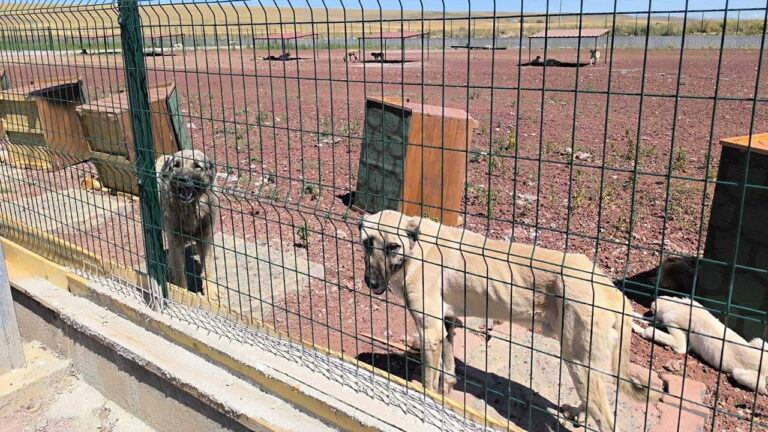 karsta hayvan barinagi skandali dem partiden aciklama bircok hayvan ac hasta ve susuz VweQZJ36