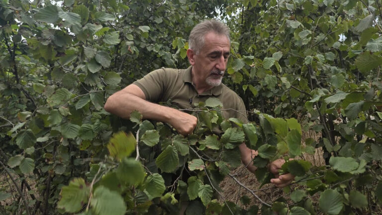 yeni rekolte tahminini oyun bitti diyerek duyurdu Yu1nkhS6