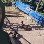 diyarbakirda kahreden olum keciye yardim etmek isterken hayatini kaybetti dTrnUnvO