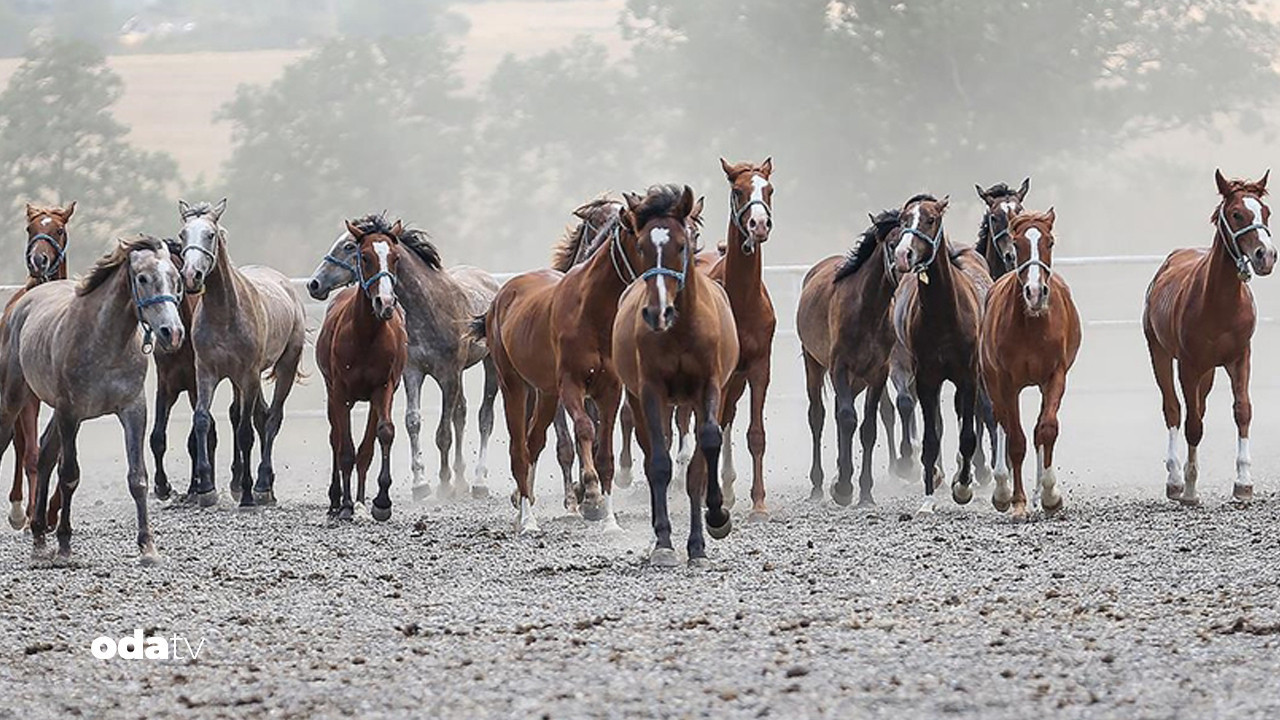 tigemden 15 safkan elit arap ati satisi uA7lsX4b