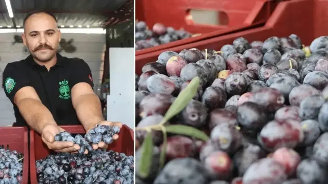 fethiyede zeytin hasadi basladi hem kaliteli hem de ucuz 4a5uY2M9.webp