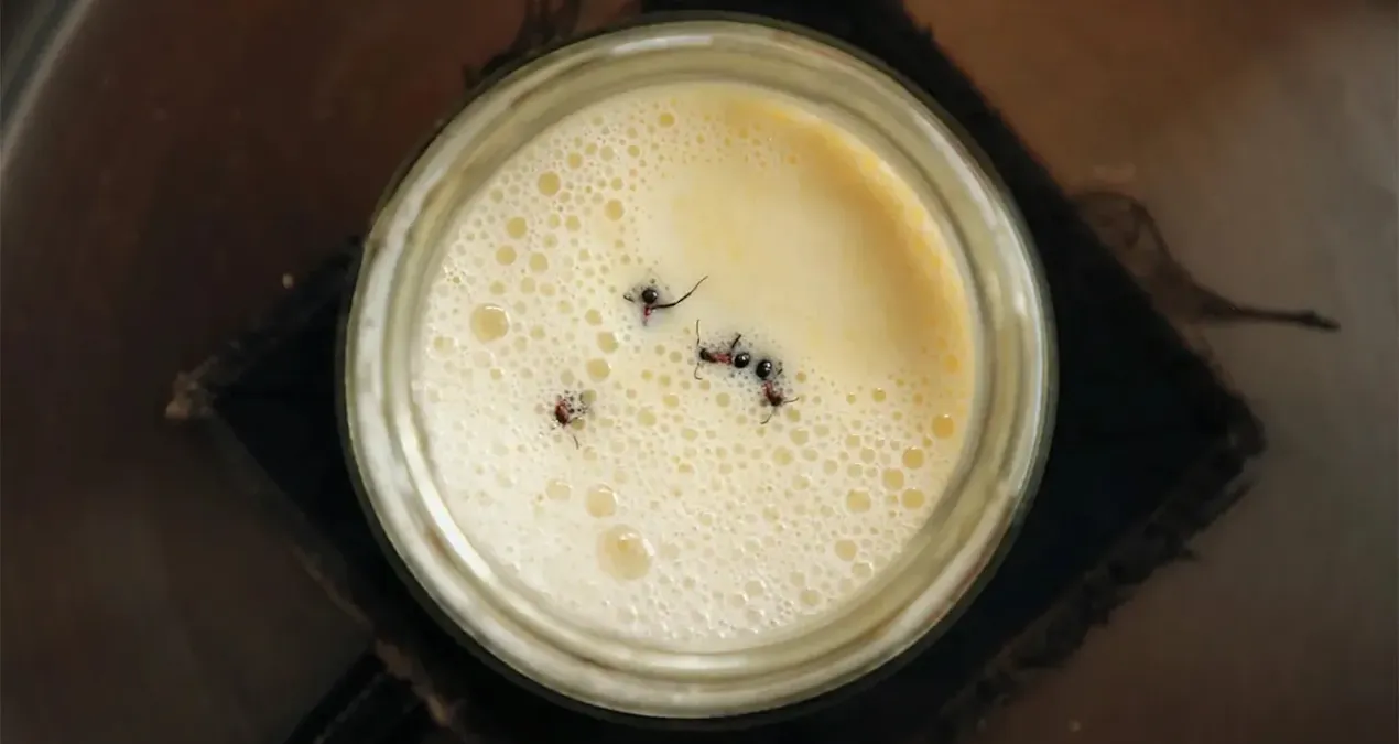 tarif turkiye ve bulgaristandan bilim insanlari karinca yogurdu yapti qqger4wv