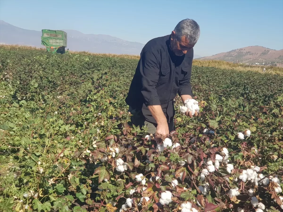 gaziantepte pamuk hasadi basladi uLIg3arg.jpg