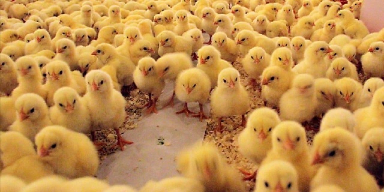 tavuk-ciftliginde-yangin-5-bin-civciv-yasamini-yitirdi-SxNfLjfA.jpg