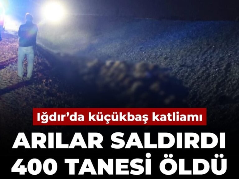 igdirda-kucukbas-katliami-arilar-saldirdi-400-tanesi-oldu-uzCESmrJ
